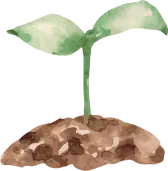 小樹苗